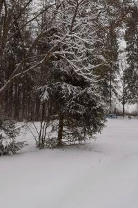 DSC_0386.jpg